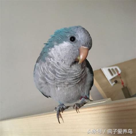 嚇死鳥|鸚鵡的40幾種死法完整訴說，連資深的飼主都會被忽略的細節這邊。